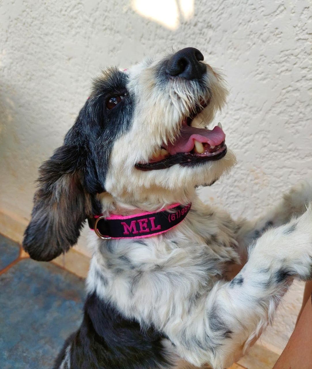 Coleiras para cães Trevo de Patas