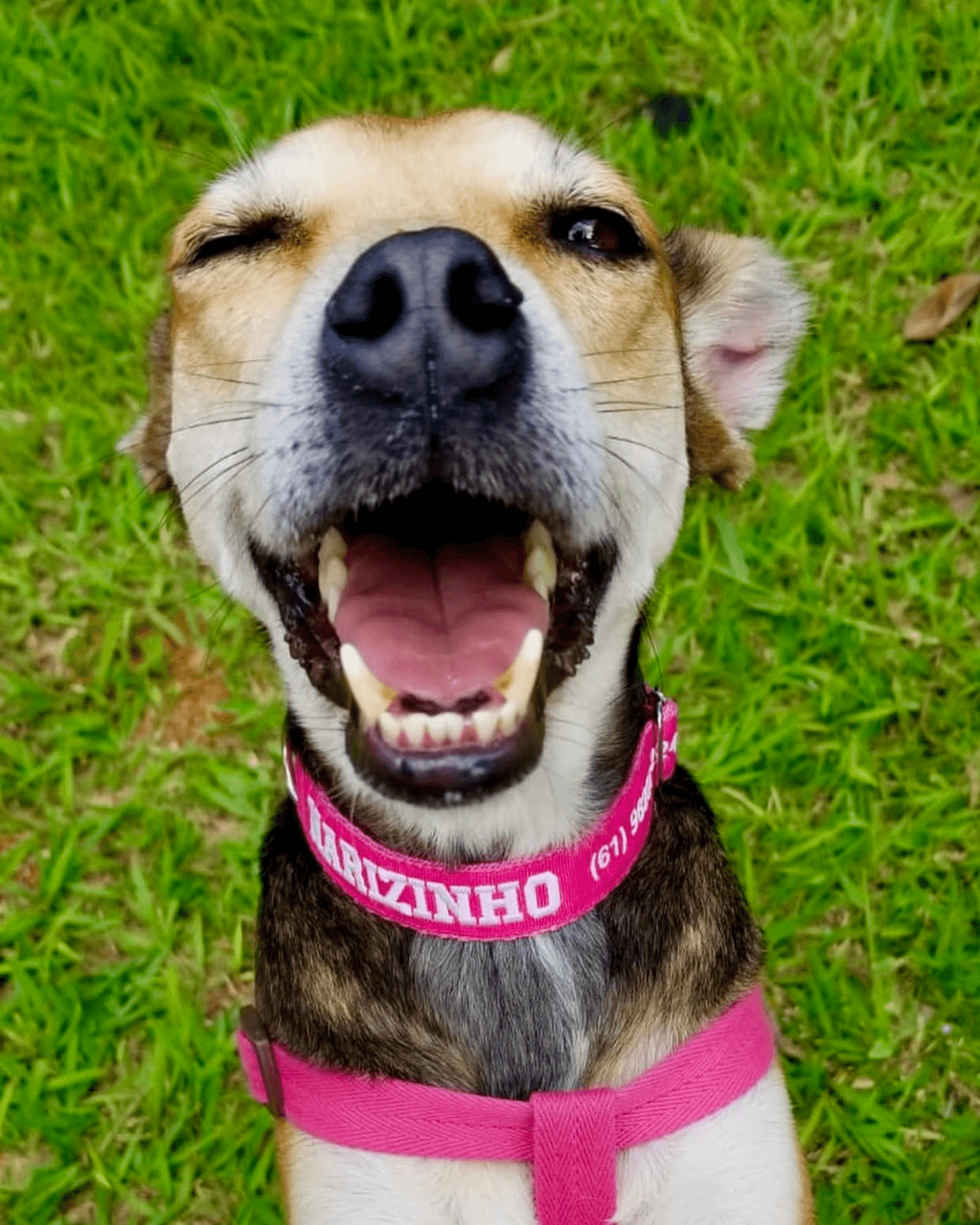 Cachorro Trevo de Patas