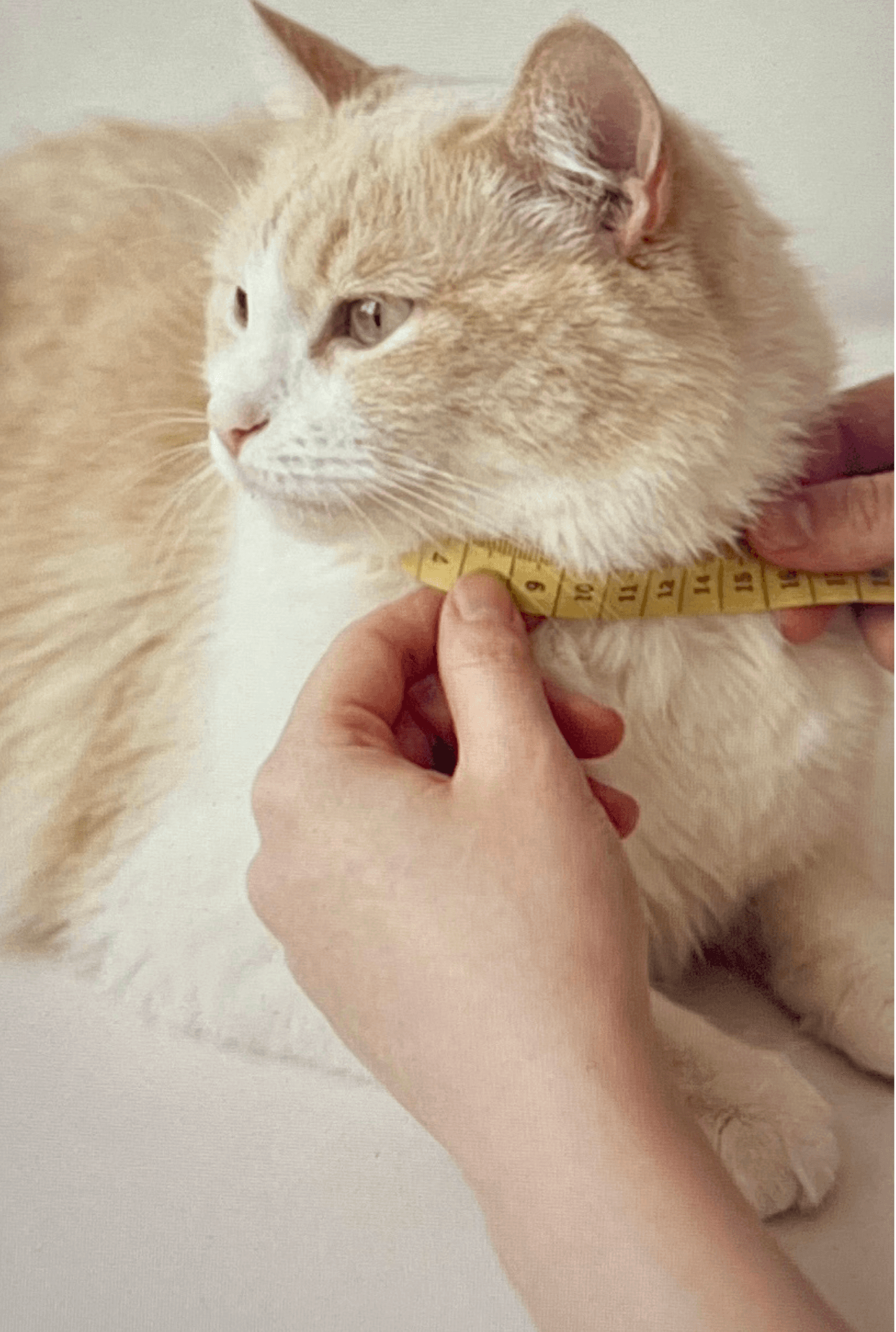 Como medir o pescoço do gato